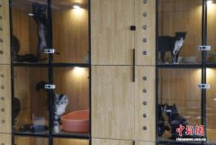 宁夏春节宠物市场的火爆景象